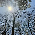 Ikigai Carvalhal (Leiria)