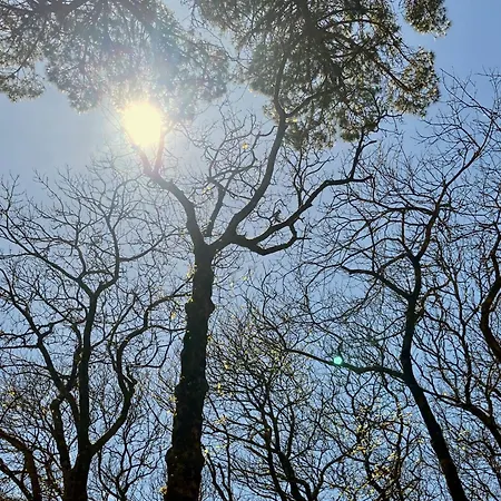 Ikigai Carvalhal (Leiria)