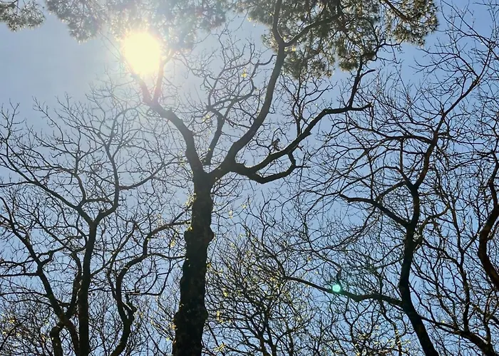 Ikigai Carvalhal (Leiria)